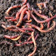 Earth Worm Granular Fertilizer